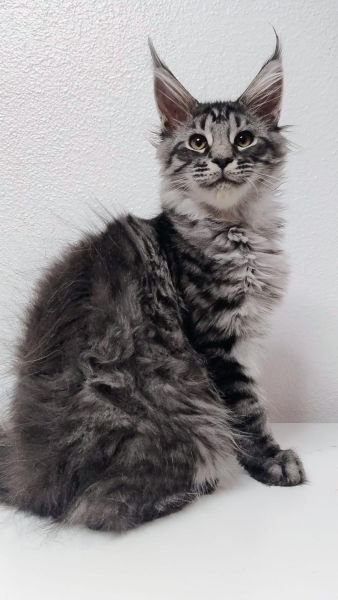 NEGRO SILVER