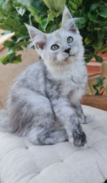 Maine Coon