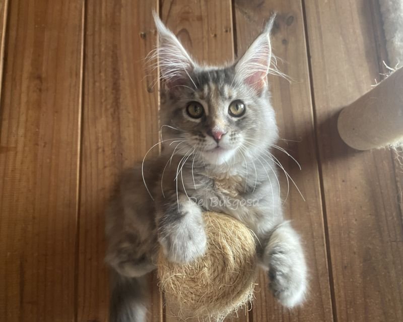 Maine Coon