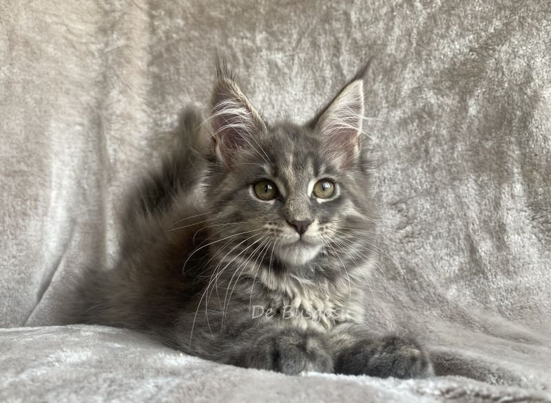 Maine Coon