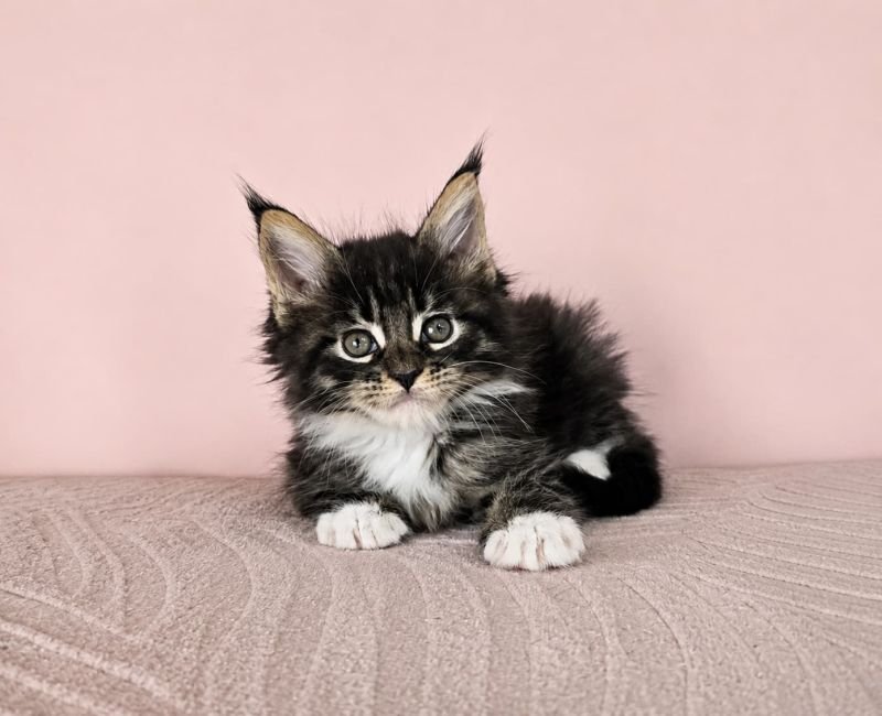 Maine Coon