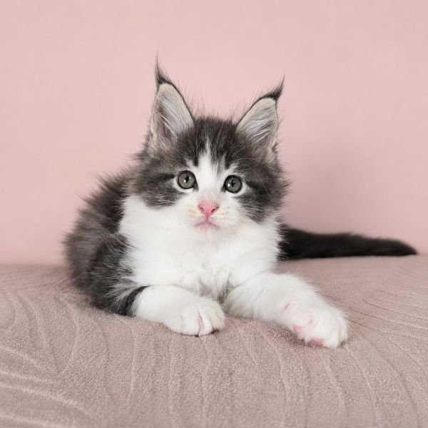 Lili