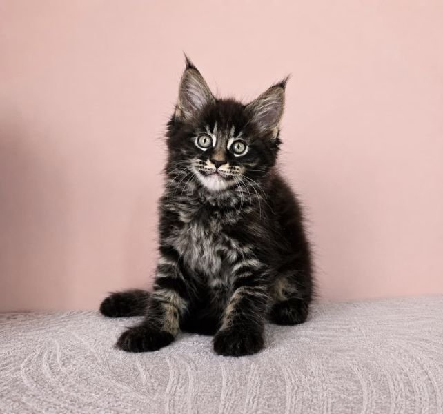 Maine Coon