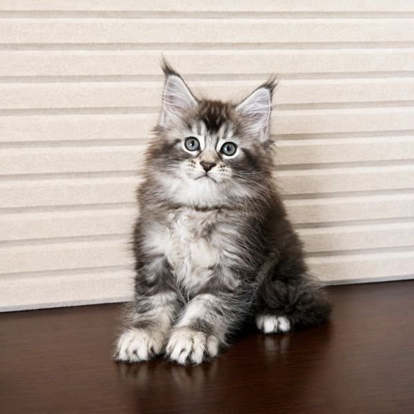 Maine Coon