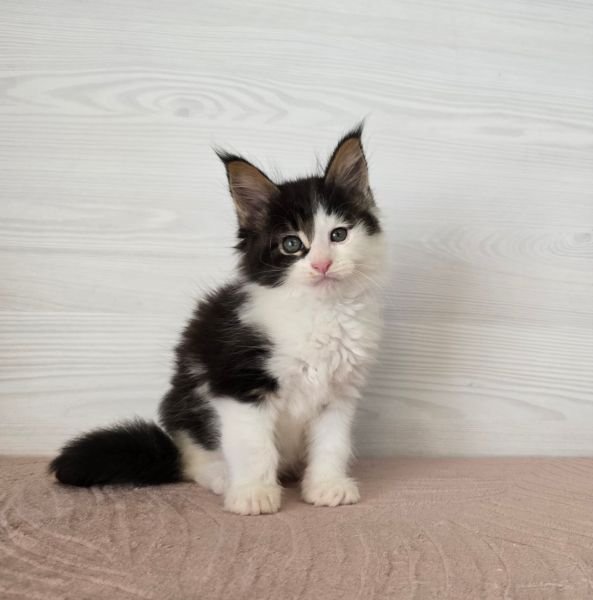 Maine Coon