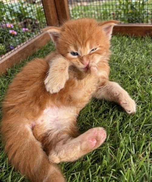 Maine Coon