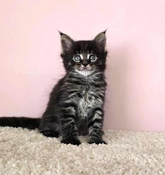 Maine Coon