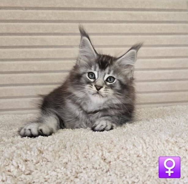 Maine Coon