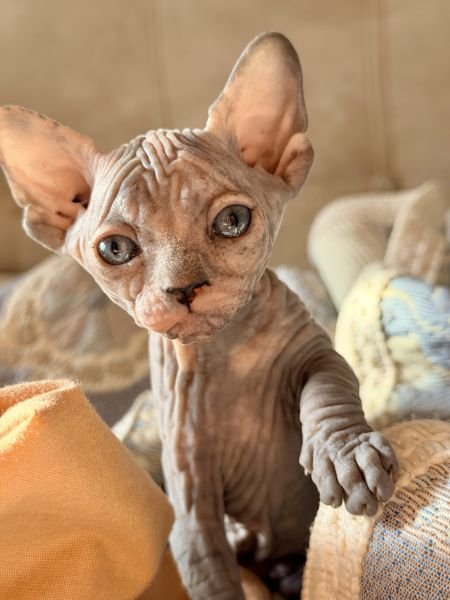 Sphynx