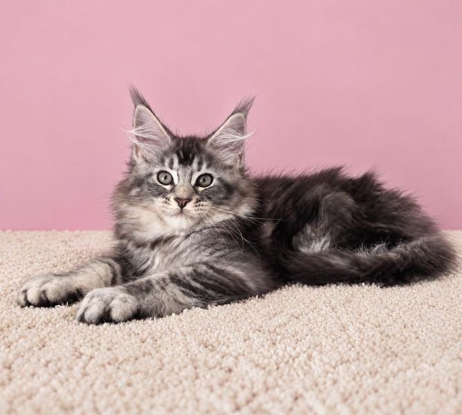 Ziva
