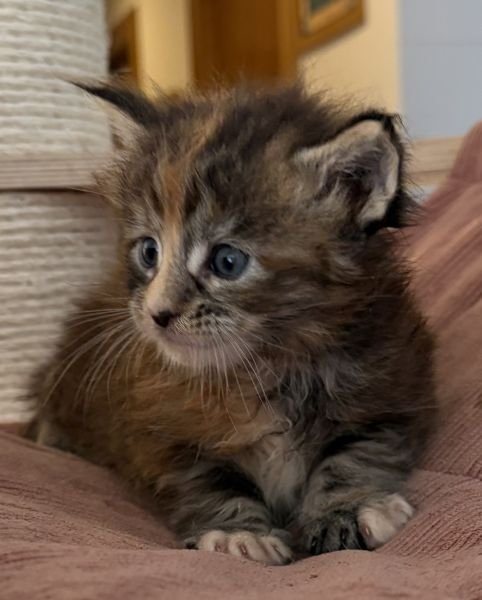 Maine Coon