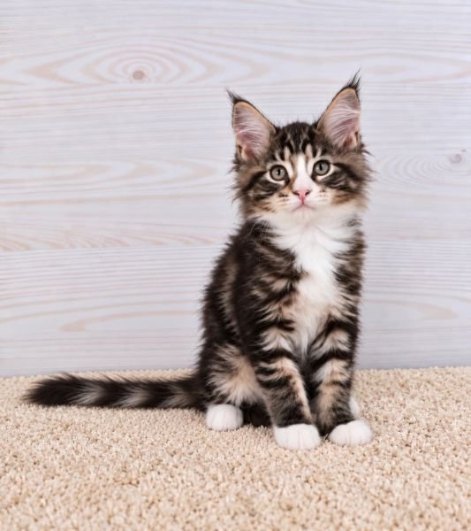 Maine Coon