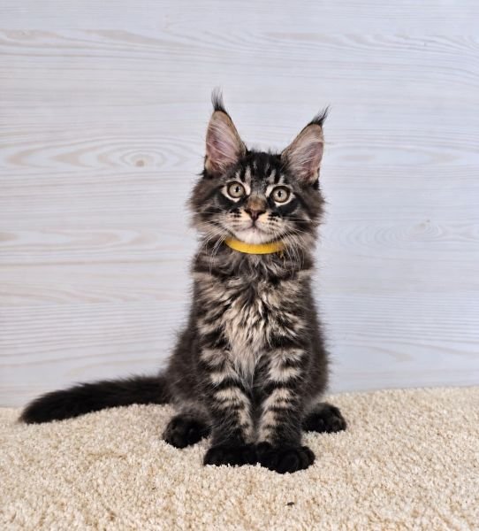 Maine Coon