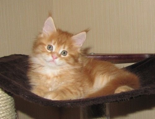 BEST COON KING`S SON (18.08.11)