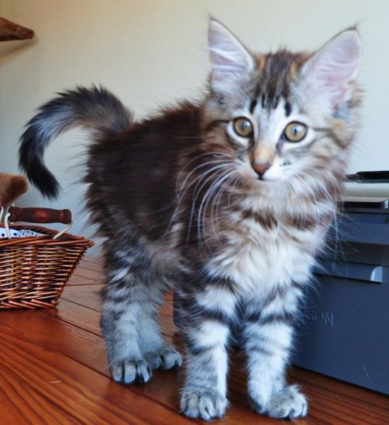 Norwegische Waldkatze