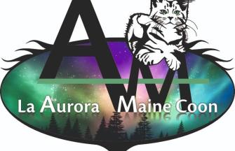 La Aurora Maine Coon