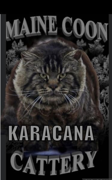 MAJESTIC KARACANA